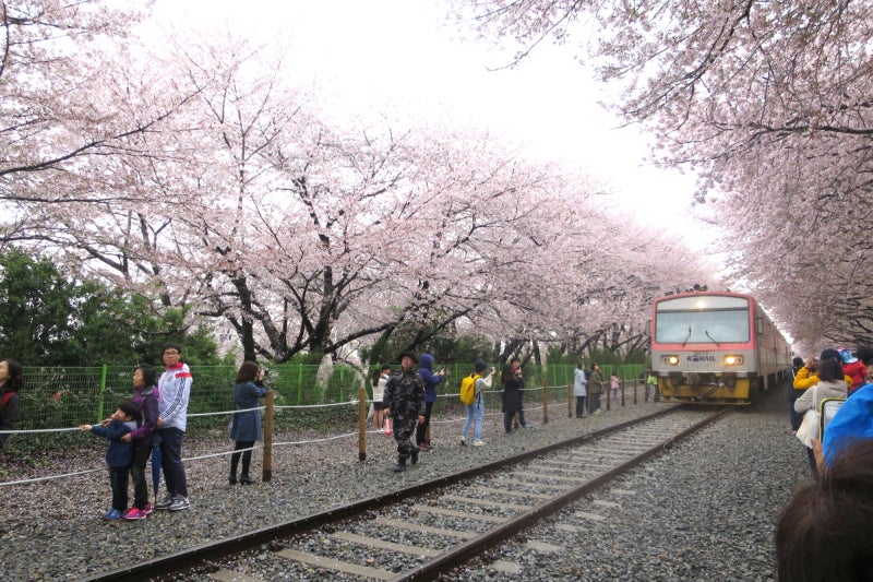 鎮海桜祭2-11