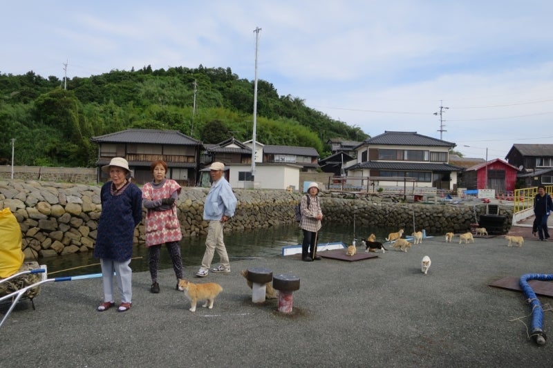 猫島6