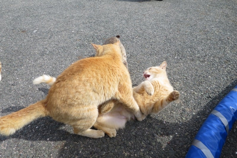 猫島7