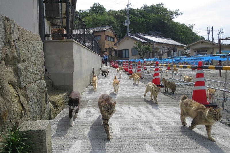 猫島12