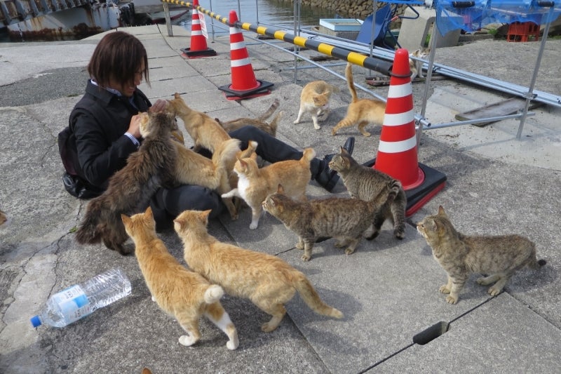 猫島10