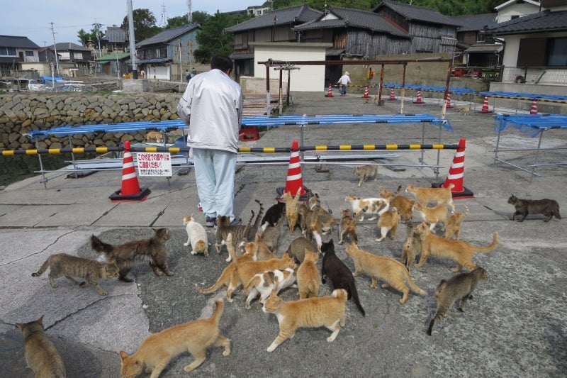 猫島8