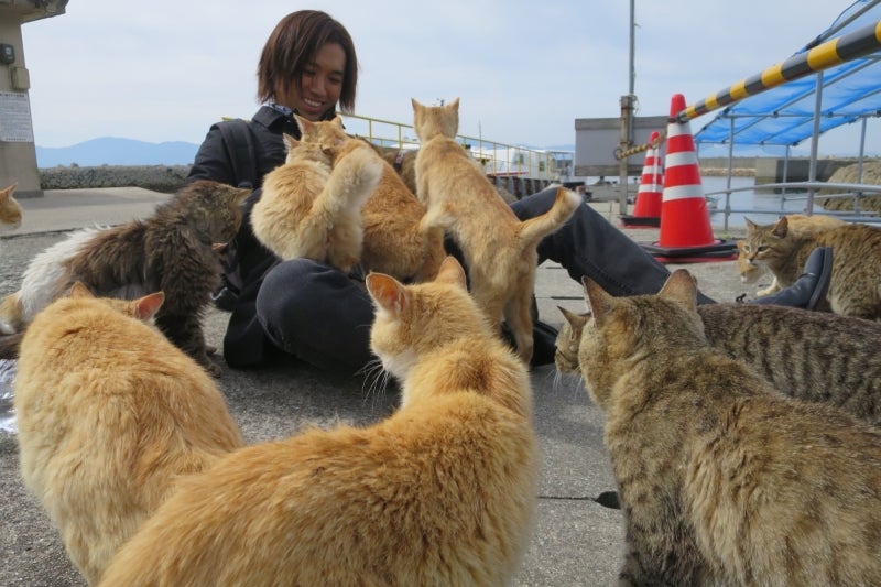 猫島11