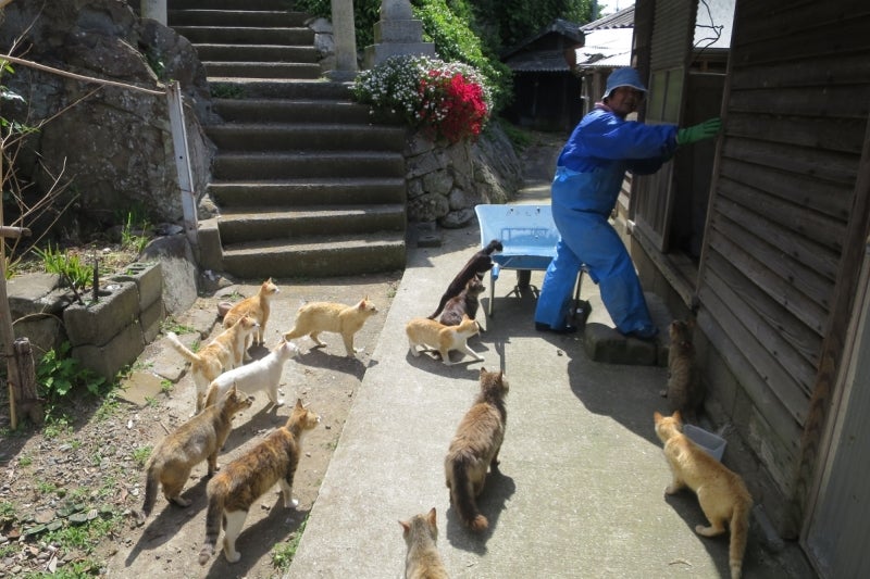 猫島20
