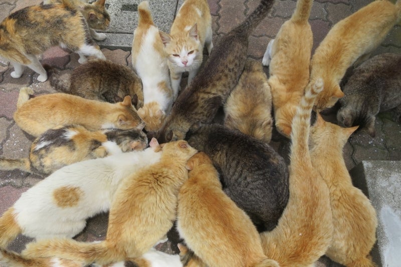 猫島22
