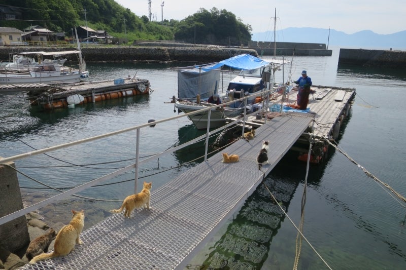 猫島17