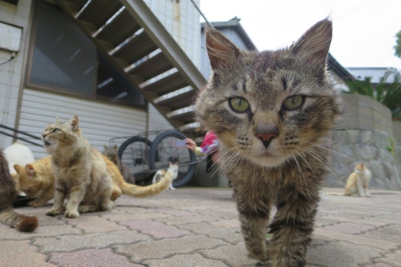 猫島24