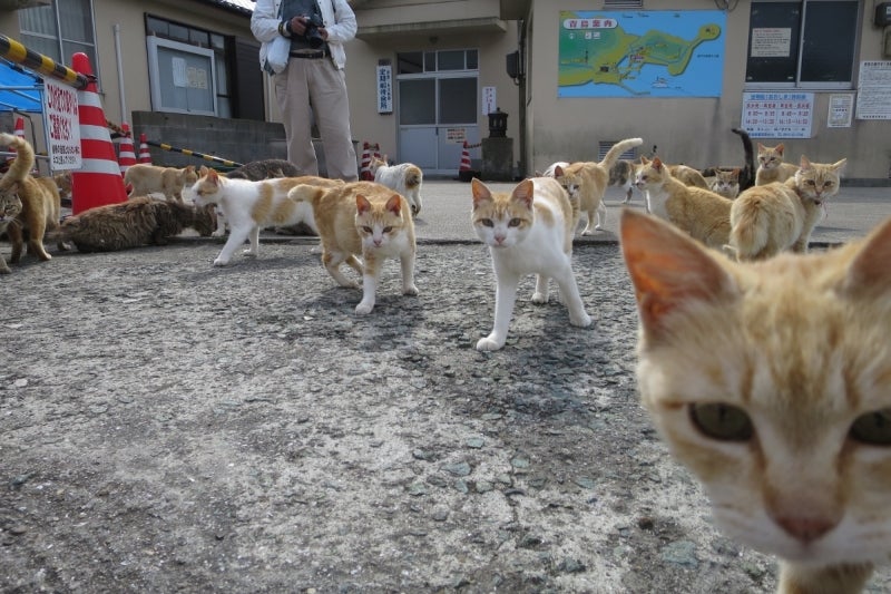 猫島9