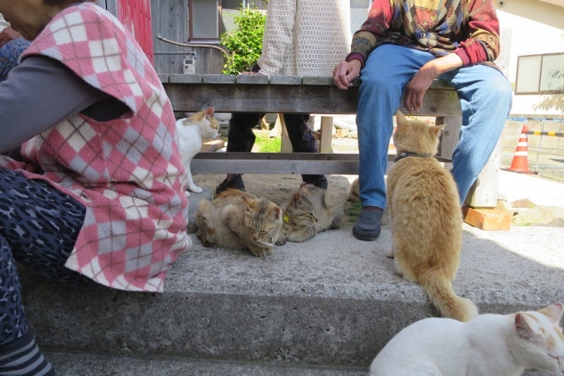 猫島33