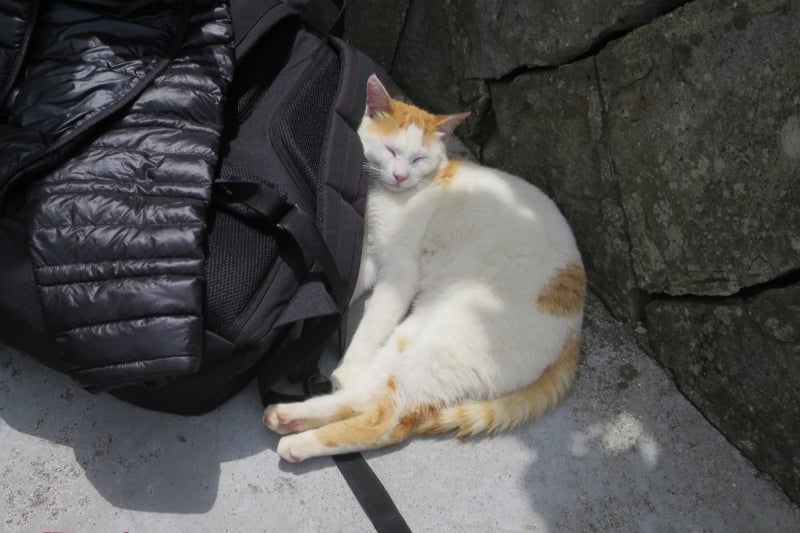 猫島28