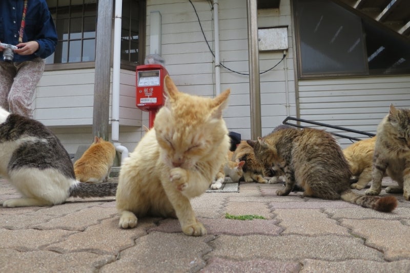 猫島23