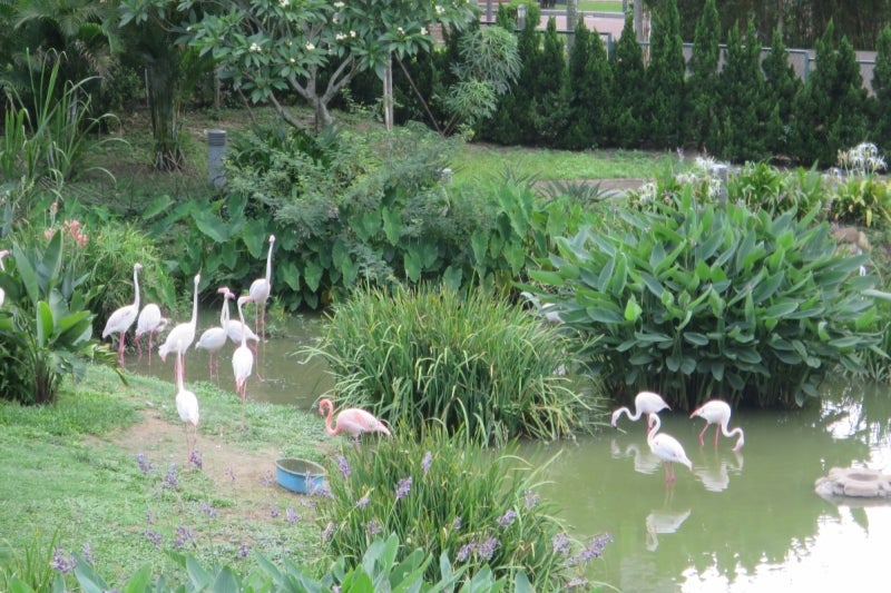 マカオパンダ公園7
