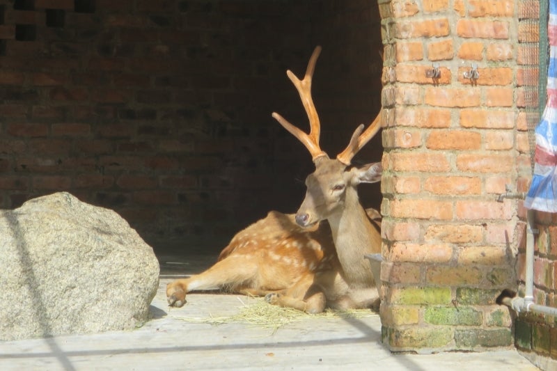 マカオパンダ公園6