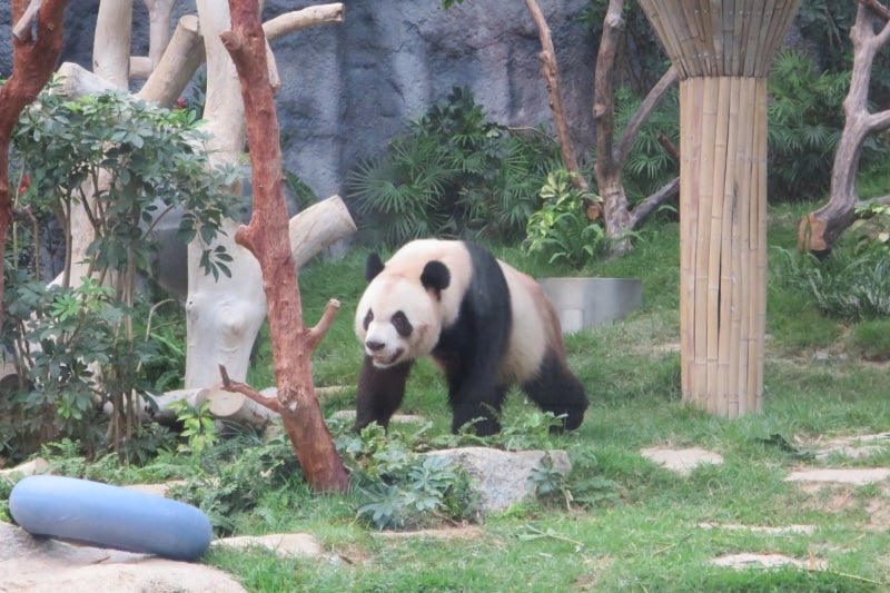 マカオパンダ公園3