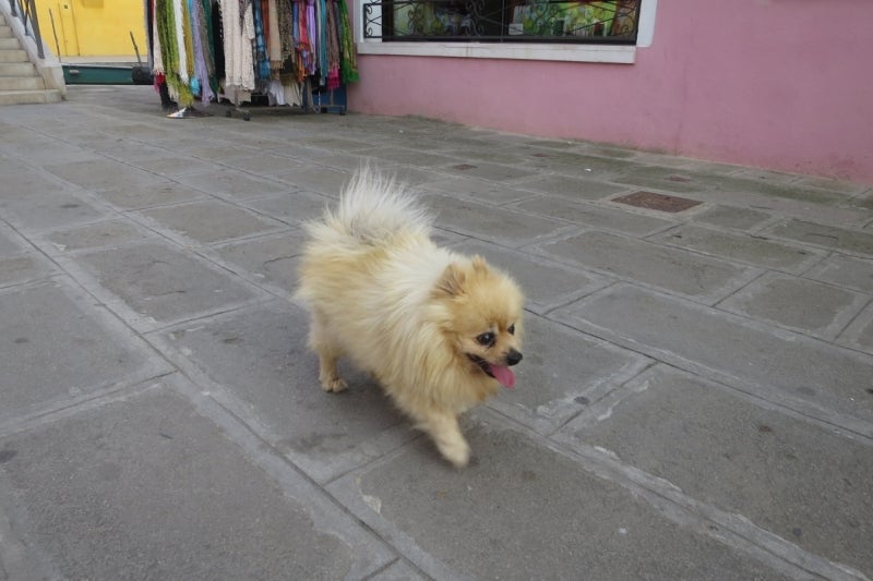 Burano11