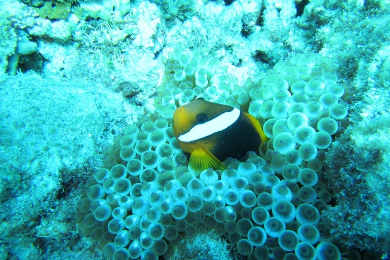 Cairns2-6