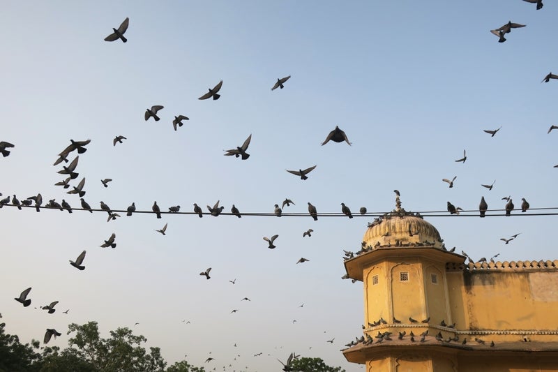 India4-8