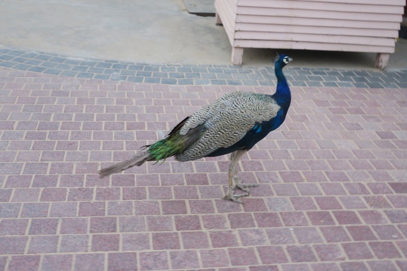 India5-12