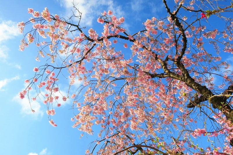 日本の桜2