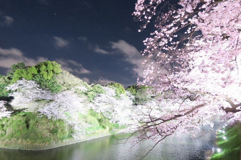 日本の桜3