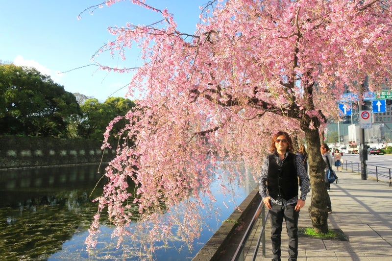 日本の桜1