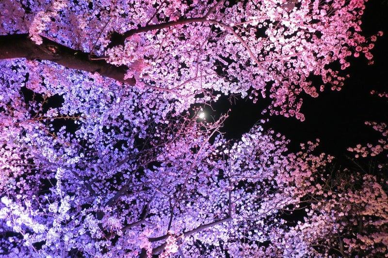 日本の桜4