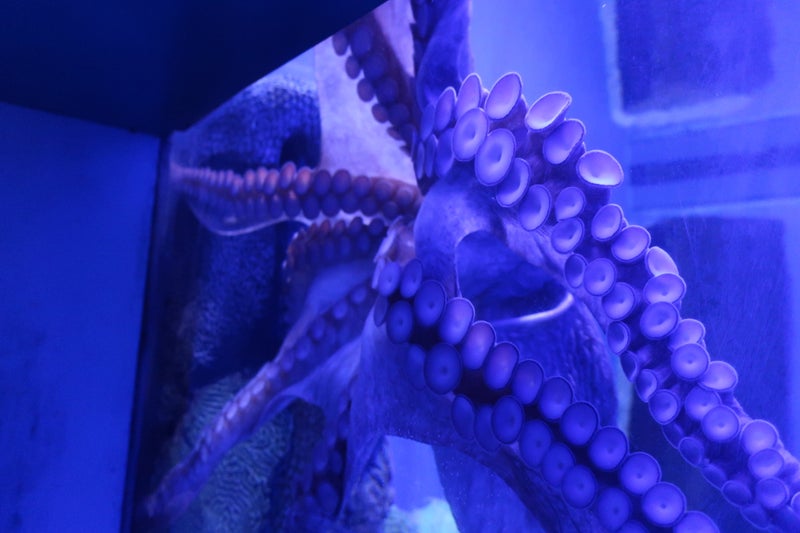 OceanPark2