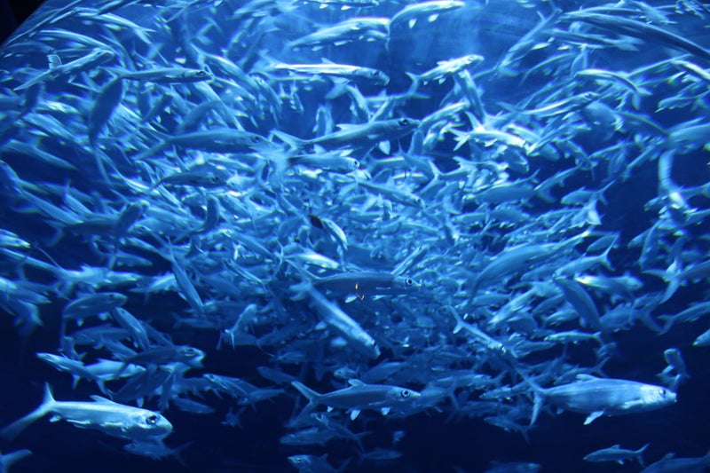 OceanPark4