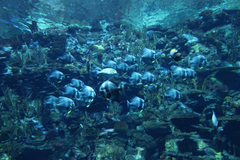 OceanPark3