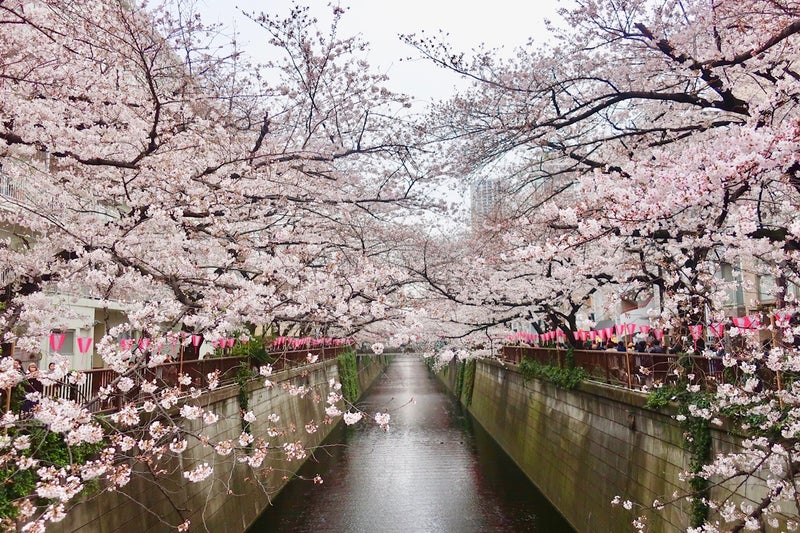 桜5’