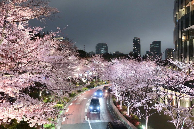 桜7
