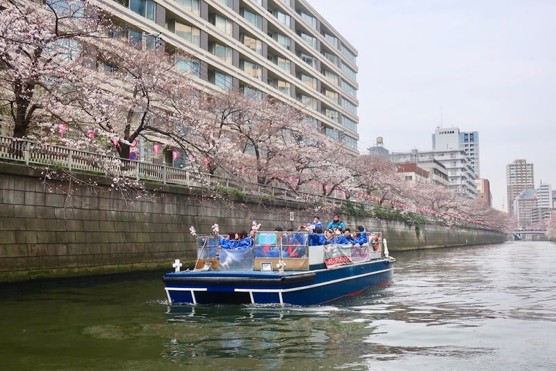 桜1