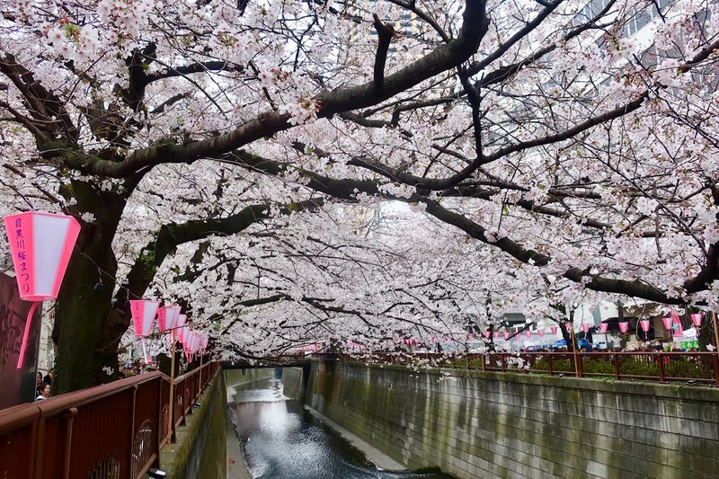 桜3