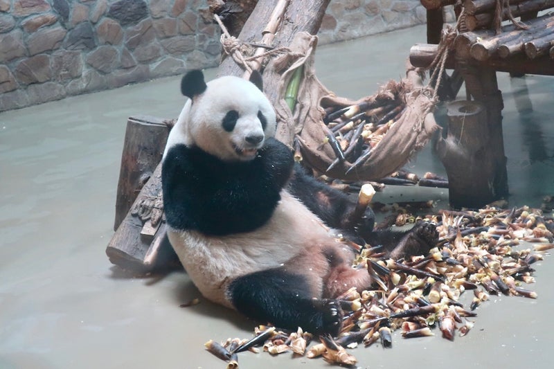 成都13
