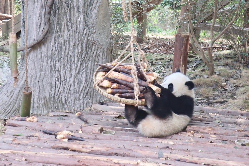 成都10