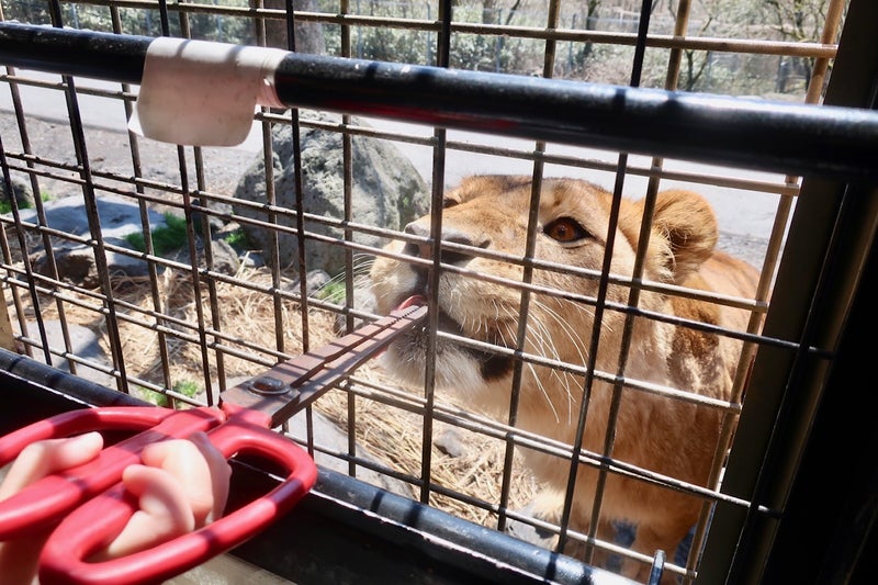 サファリ5