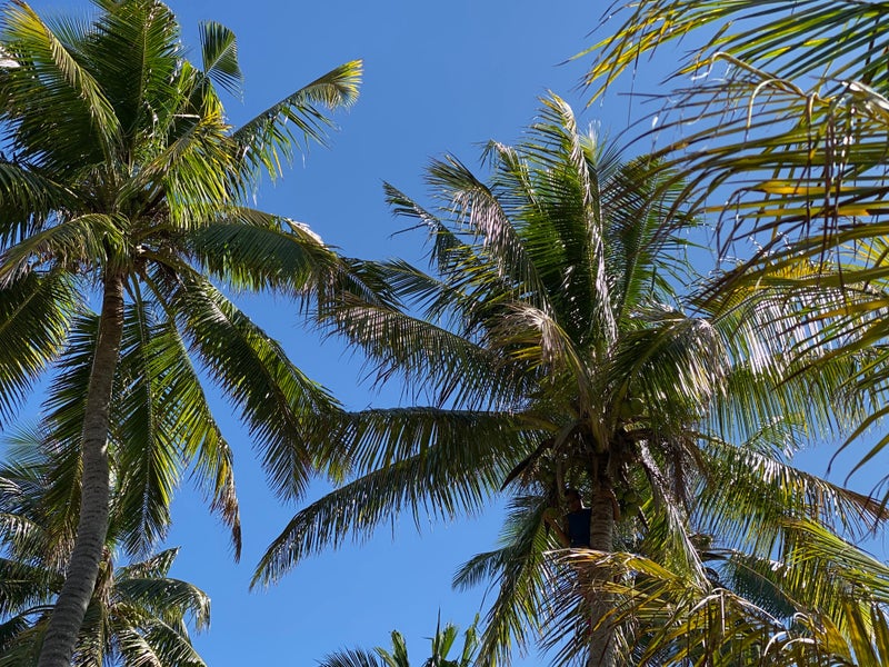 Fiji5