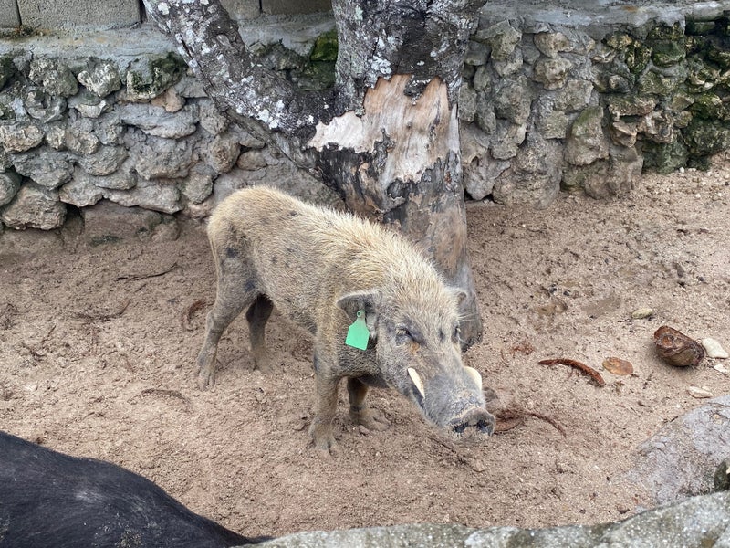 zoo2